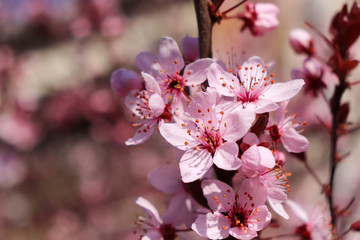 Obraz premium Closeup image of delicate spring pink blossom of tree prunus on little branch, blooming, leaves, warm colors, blurry background, copy space. Spring season.Nature concept.