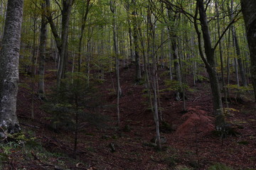 fiori e neve , paesaggi e nuvole 