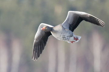 greylag goose