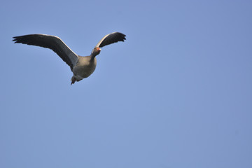 wild goose flying