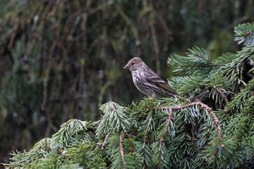 pine siskin bird