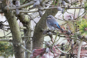 female mountain bluebird