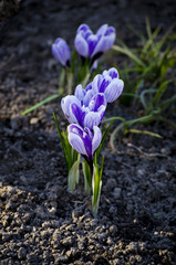 Obraz premium Crocus spring violet flower. Flowering violet Crocus in Early Spring.