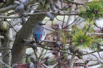female mountain bluebird