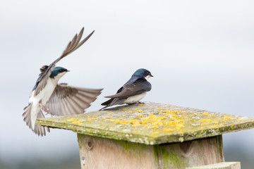 tree swallow bird