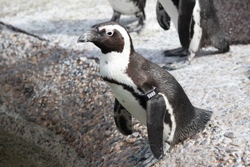 African Penguin about to dive