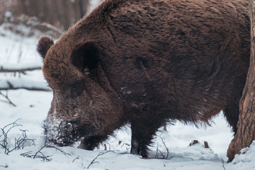 Wildschwein auf der Schwäbischen Alb im Winter