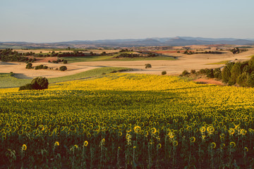 Sunflower fields in summer