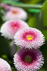 G&auml;nsebl&uuml;mchen gef&uuml;llt, Habanera-Rose