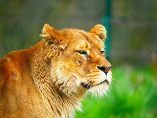 Lionne