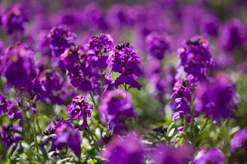 Obraz premium Goldlack, Erysimum