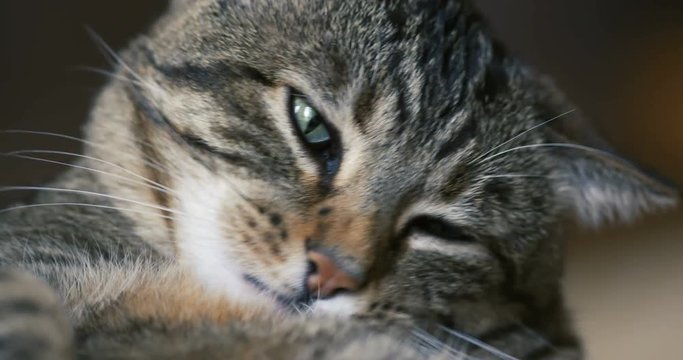 chat qui fait sa toilette 