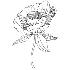 Wildflower peony flower in a vector style isolated. Full name of the plant: peony. Vector wildflower for background, texture, wrapper pattern, frame or border.