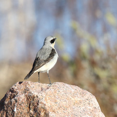 northern wheatear