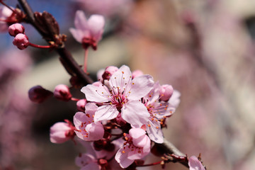 Closeup image of delicate spring pink blossom of tree prunus on little branch, blooming, leaves, warm colors, blurry background, copy space. Spring season.Nature concept.
