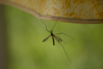 Close up of a mosquito