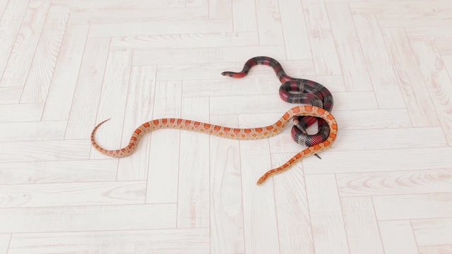 Two snakes crawl on the white wooden floor. Sinaloan milk snake.