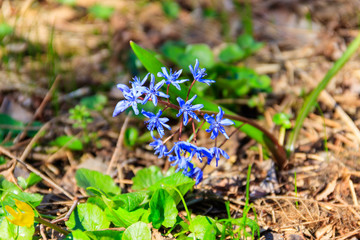 Blue scilla flower (Scilla bifolia) or Squill in forest on spring