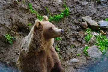 Obraz premium Brown Nordic Bear