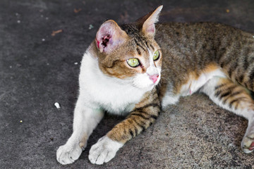 Street cat isolate on background,front view from the top, technical cost-up.