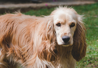 Portrait of cocker spaniel female looking at the camera.