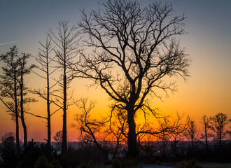 
Zachód słońca rozświetlający samotne drzewa. - obrazy, fototapety, plakaty
