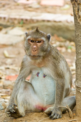 Wild monkey sitting on the floor in a forest