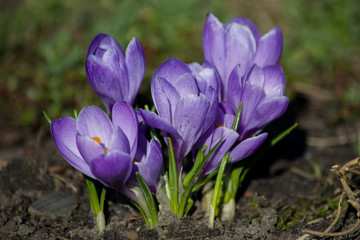 Крокусы