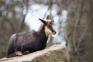 Chamois