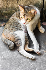 Street cat isolate on background,front view from the top, technical cost-up.