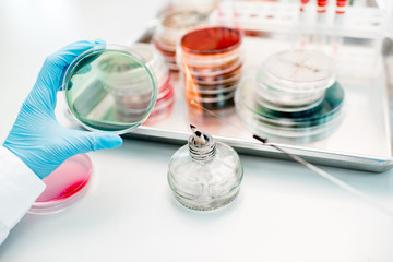 Making bacteriological seeding in Petri dishes heeting tool with fire in the laboratory