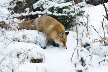 Лиса в зимнем лесу