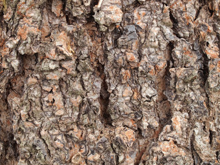 Tree bark texture