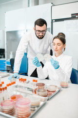 Couple of medics in uniform looking on the effect of antibiotics on bacteria in Petri dishes making bacteriological tests in the modern laboratory