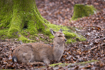 Sika deer