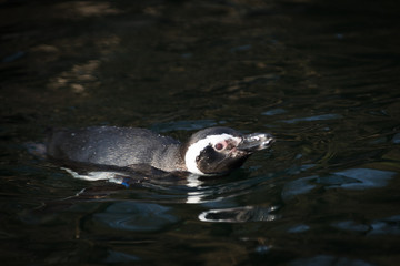 Magellanic penguin