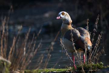 Egyptian goose