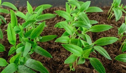 Young green pepper seedlings close up