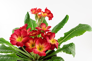 Red primrose flowers on white background