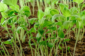 Young green eggplant seedlings