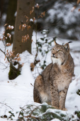 Lynx