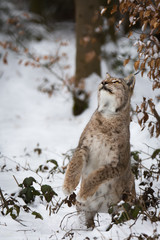 Lynx