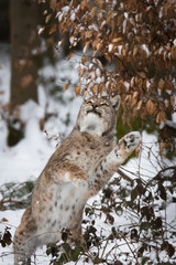 Lynx