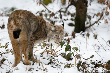 Lynx