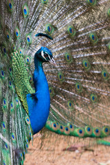Obraz premium Indian peafowl