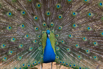 Obraz premium Indian peafowl