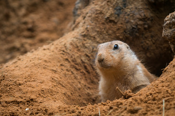 Prairie dog