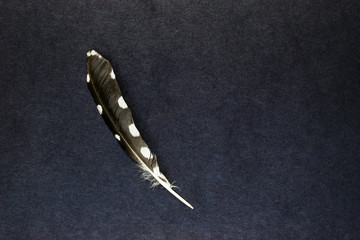 Alone Owl Feather Lying on Partly Blue and Black Background Surface with Free Space