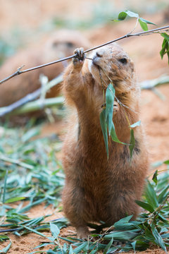 Prairie dog