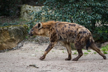 Spotted hyena
